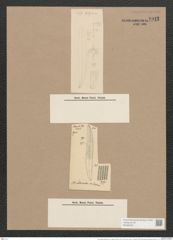 Pleurosigma attenuatum var. caspium (Kuetz.) W.Sm. (de-Toni-Nr.: Genus 13, Species 1062) Zeichnungen Sammlung Grunow Nr. 1911 (NHMW-BOT-W0369034)